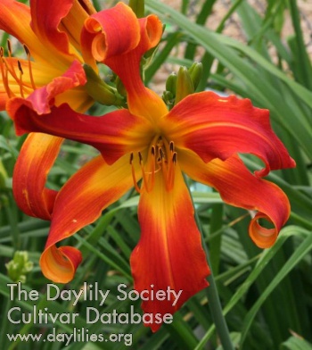 Daylily Whip City Flames of Haiti